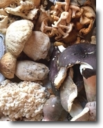 choice edible mushrooms